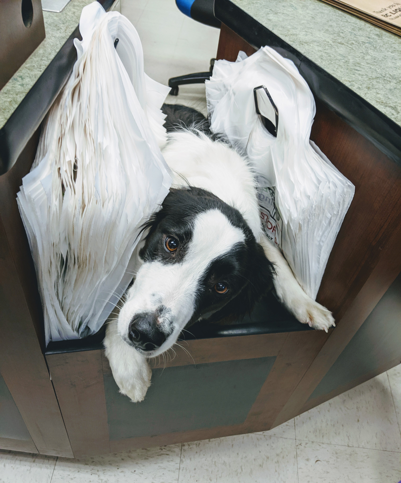 Illustration for article titled Fur Face Friday - Post Halloween Hangover Edition